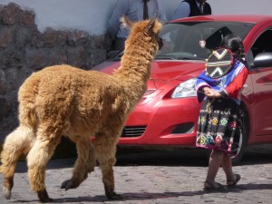 kid pulling llama